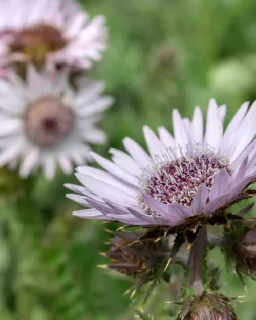 Berkheya purpurea, Purpur-Prachtdistel