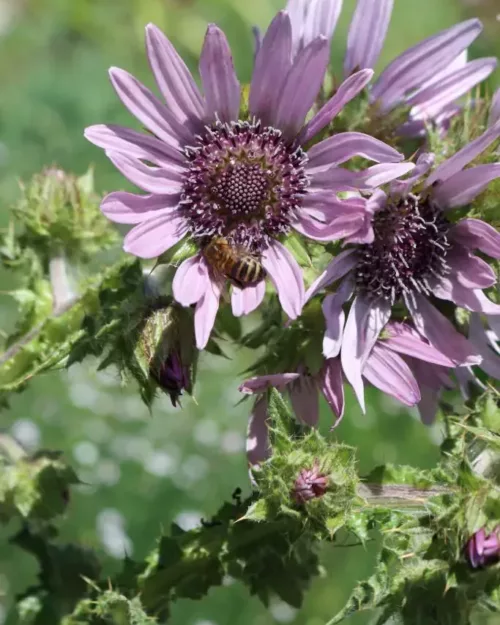 Berkheya purpurea, Purpur-Prachtdistel