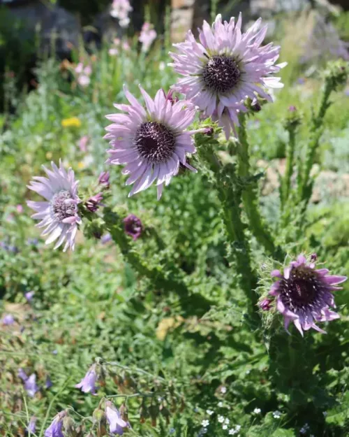 Berkheya purpurea, Purpur-Prachtdistel