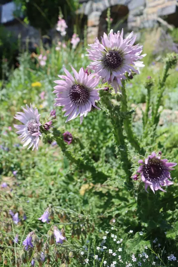 Berkheya purpurea, Purpur-Prachtdistel