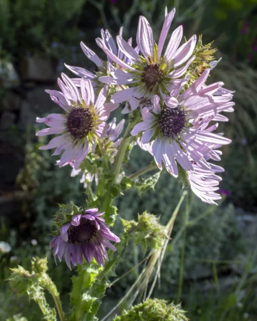 Berkheya purpurea, Purpur-Prachtdistel