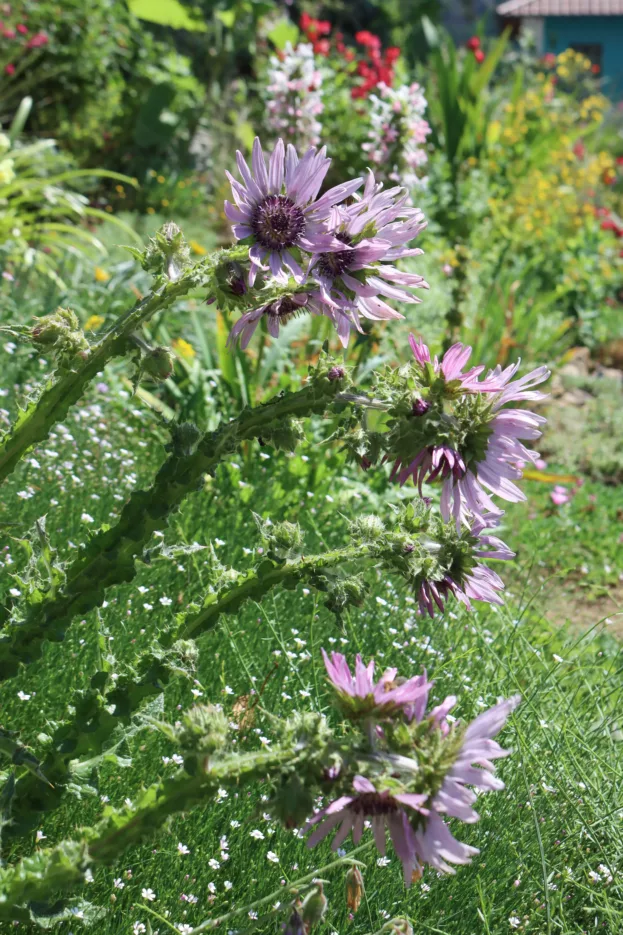 Berkheya purpurea, Purpur-Prachtdistel