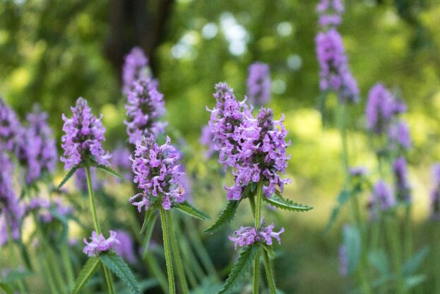 Betonica officinalis, Echte Betonie, Ziest