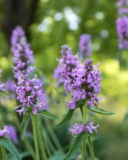 Betonica officinalis, Echte Betonie, Ziest