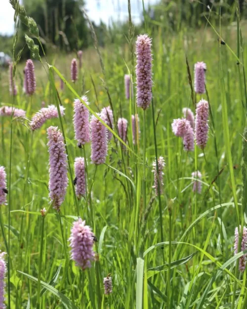 Bistorta officinalis, Schlangen-Knöterich