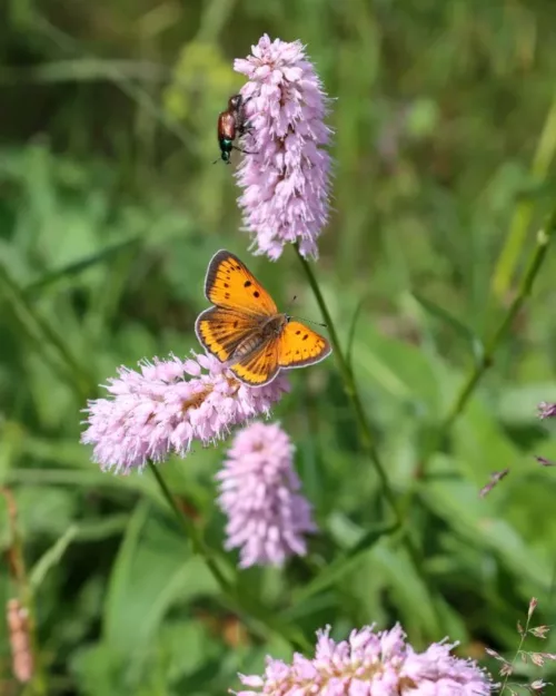 Bistorta officinalis, Schlangen-Knöterich