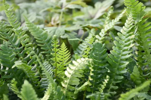 Blechnum spicant, Rippenfarn