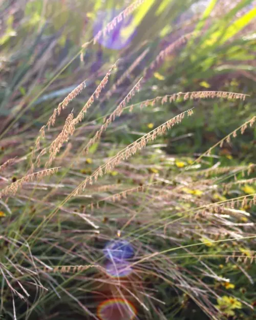 Bouteloa curtipendula, Hohes Moskitogras