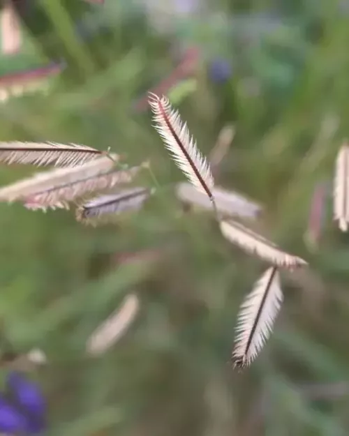 Bouteloua gracilis, Moskitogras