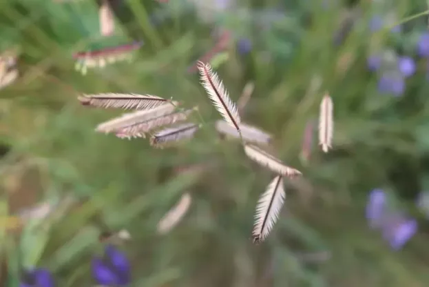 Bouteloua gracilis, Moskitogras