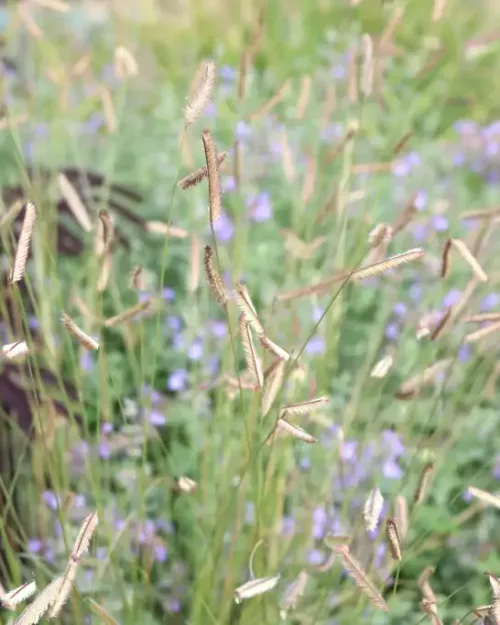Bouteloua gracilis, Moskitogras