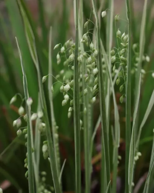 Briza media 'Limouzi', Zittergras