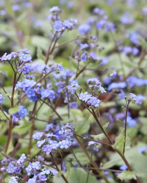 Brunnera 'Looking Glass', Kaukasus-Vergissmeinnicht