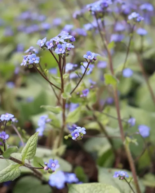 Brunnera 'Looking Glass', Kaukasus-Vergissmeinnicht