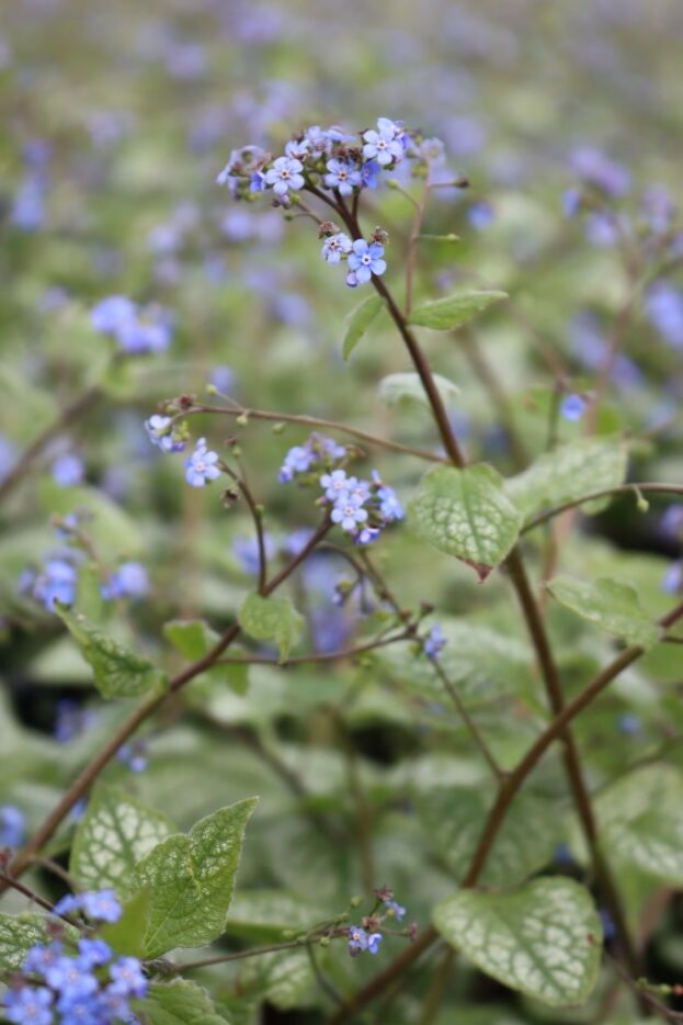 Brunnera 'Jack Frost', Kaukasus-Vergismeinnicht