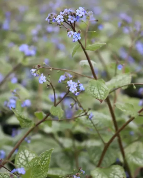 Brunnera 'Jack Frost', Kaukasus-Vergismeinnicht