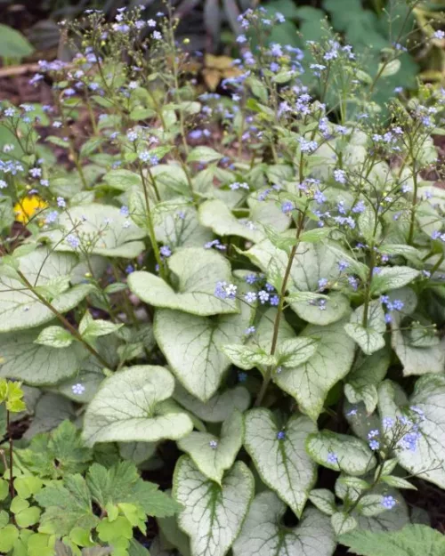 Brunnera 'Looking Glass', Kaukasus-Vergissmeinnicht