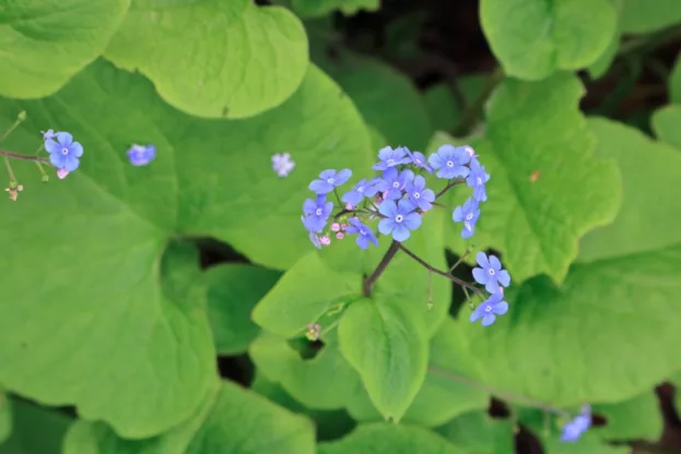 Brunnera macrophylla, Kaukasus-Vergissmeinicht