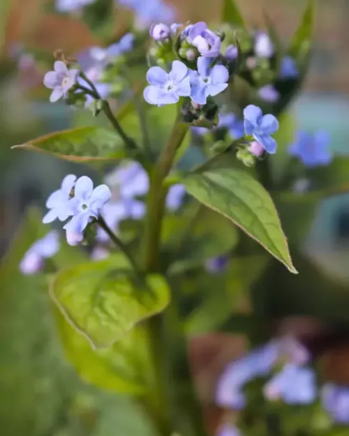 Brunnera sibirica, Sibirisches Vergissmeinnicht