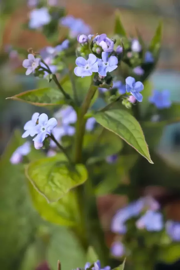 Brunnera sibirica, Sibirisches Vergissmeinnicht
