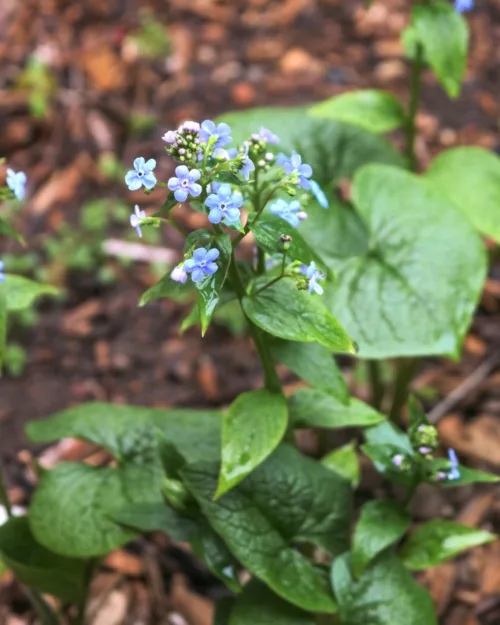 Brunnera sibirica, Sibirisches Vergissmeinnicht