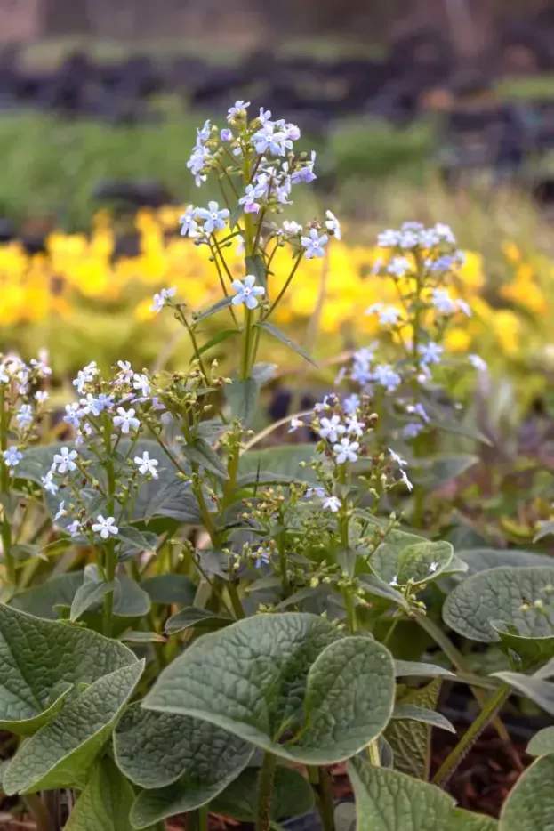 Brunnera sibirica, Sibirisches Vergissmeinnicht