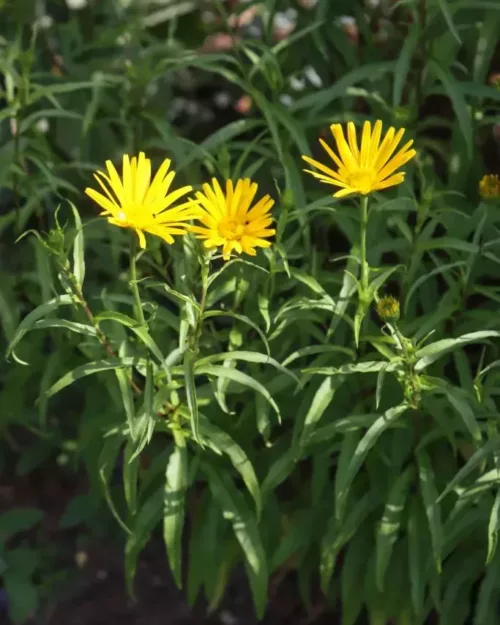 Buphthalmum salicifolium, Weidenblättriges Ochsenauge