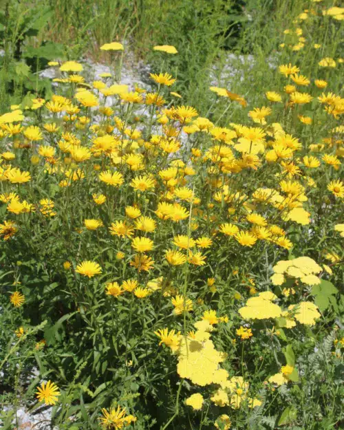 Buphthalmum salicifolium, Weidenblättriges Ochsenauge