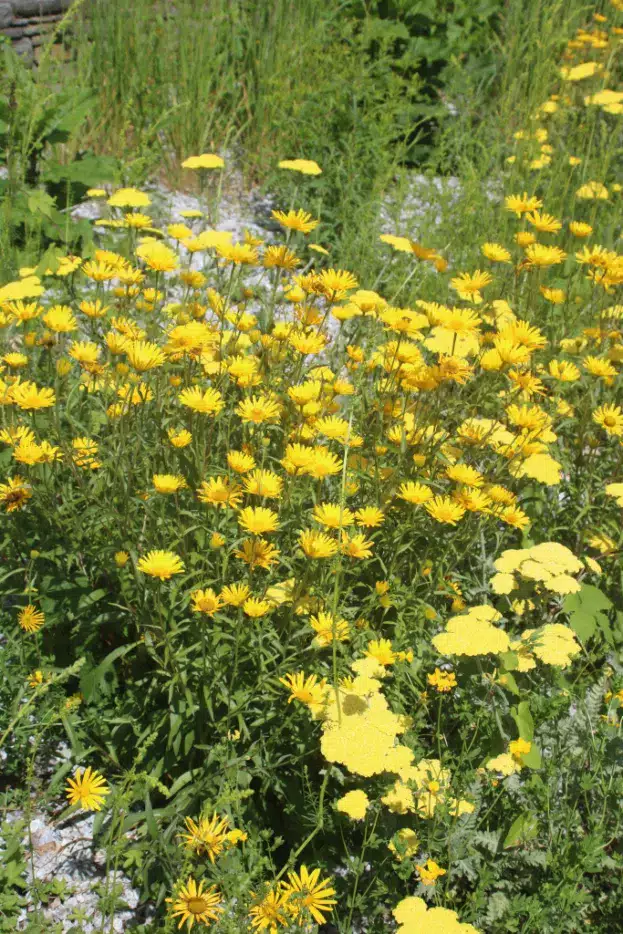 Buphthalmum salicifolium, Weidenblättriges Ochsenauge