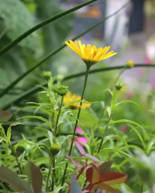 Buphthalmum salicifolium, Ochsenauge