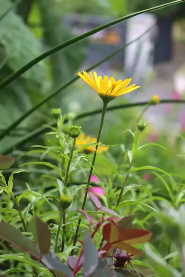 Buphthalmum salicifolium, Ochsenauge