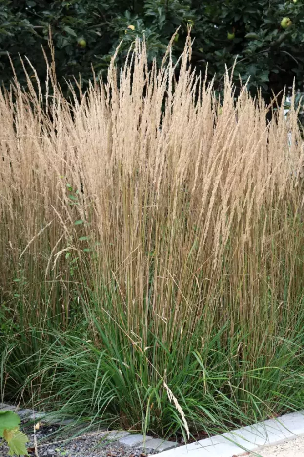 Calamagrostis 'Karl Foerster', Garten-Reitgras