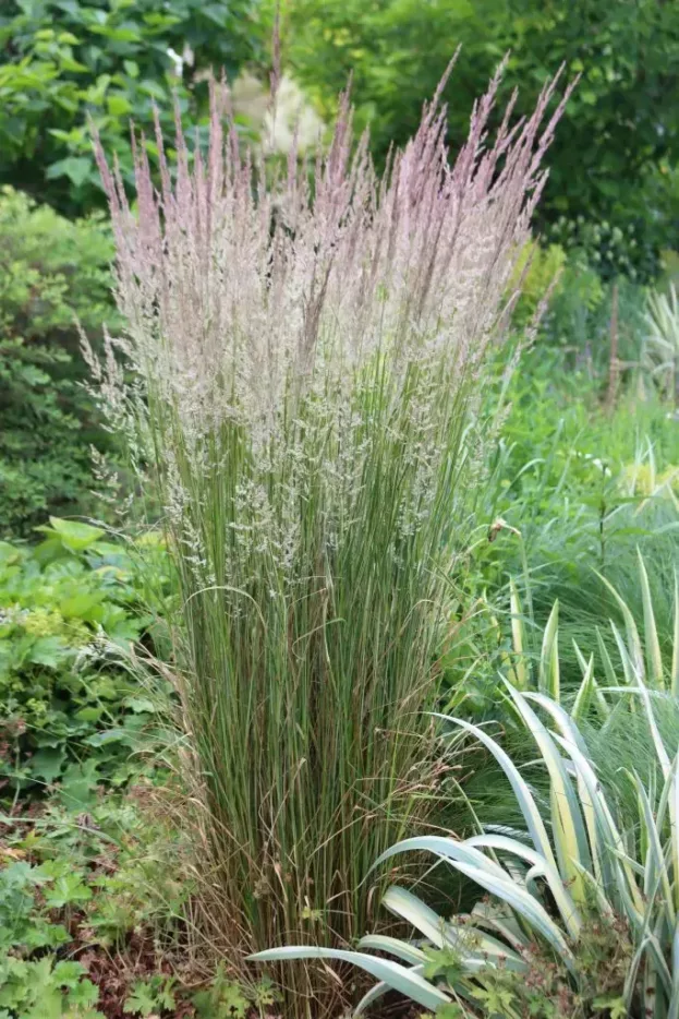 Calamagrostis x acutiflora 'Overdam', Gestreiftes Reitgras