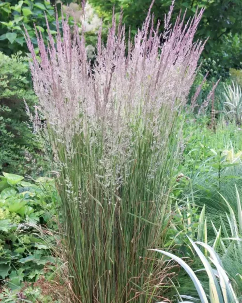 Calamagrostis x acutiflora 'Overdam', Gestreiftes Reitgras