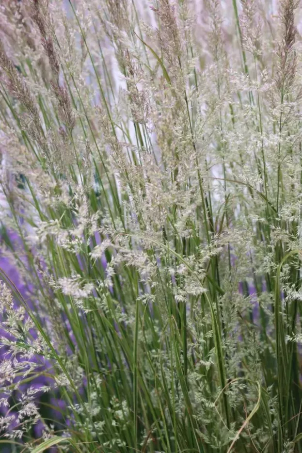 Calamagrostis x acutiflora 'Overdam', Gestreiftes Reitgras