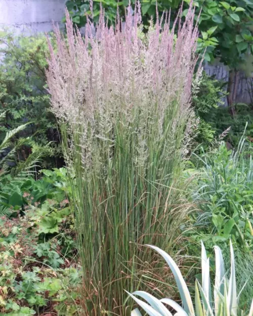Calamagrostis x acutiflora 'Overdam', Gestreiftes Reitgras
