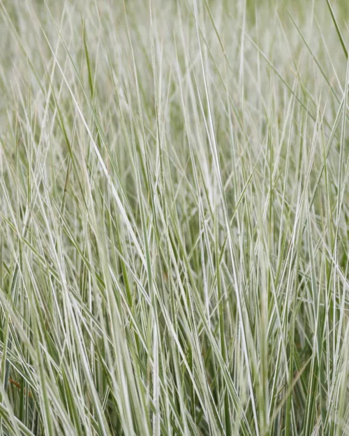 Calamagrostis x acutiflora 'Overdam', Gestreiftes Reitgras
