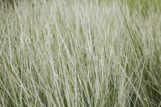 Calamagrostis x acutiflora 'Overdam', Gestreiftes Reitgras