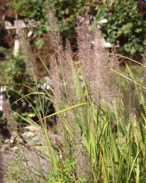Calamagrostis brachytricha, Diamantgras