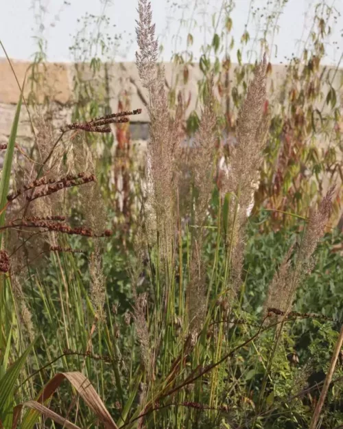 Calamagrostis brachytricha, Diamantgras