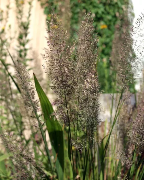 Calamagrostis brachytricha, Diamantgras