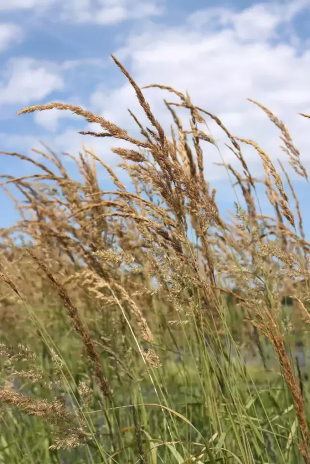 Calamagrostis varia, Berg-Reitgras