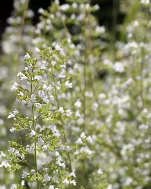Calamintha nepeta 'Triumphator', Bergminze