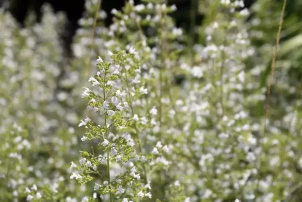 Calamintha nepeta 'Triumphator', Bergminze
