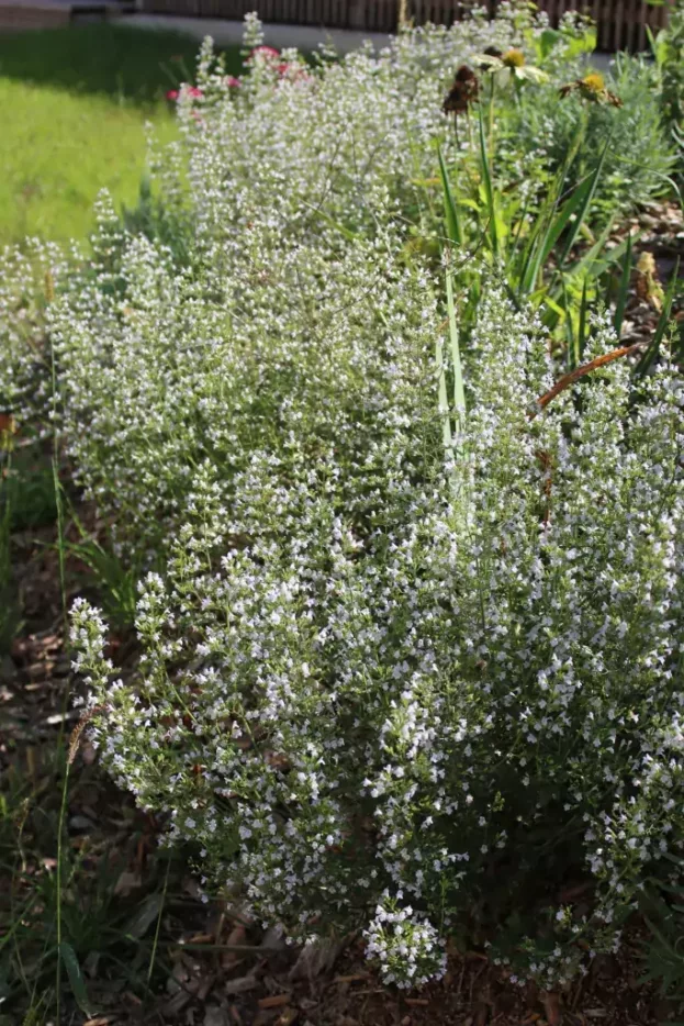 Calamintha nepeta 'Triumphator', Bergminze