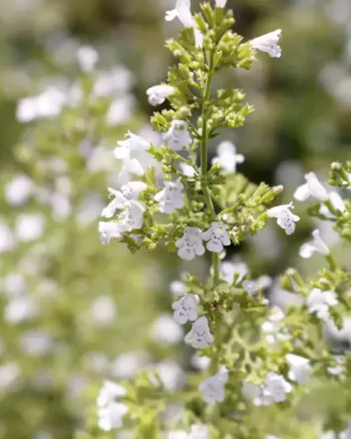 Calamintha nepeta 'Triumphator', Bergminze