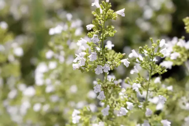 Calamintha nepeta 'Triumphator', Bergminze