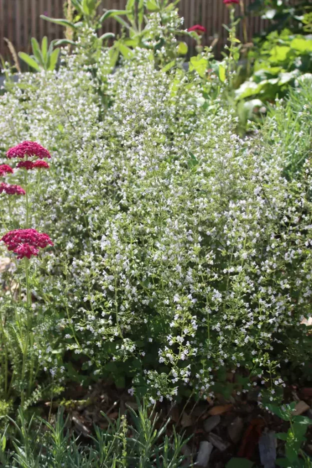 Calamintha nepeta 'Triumphator', Bergminze