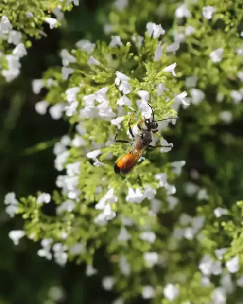 Calamintha nepeta 'Triumphator', Bergminze