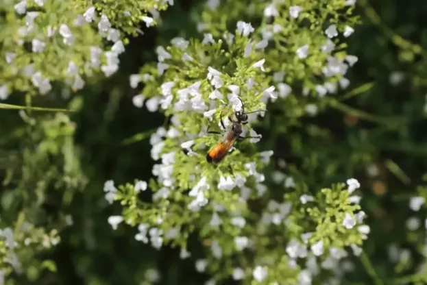 Calamintha nepeta 'Triumphator', Bergminze